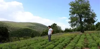 Ada çayı, köylülerin kazanç kapısı oldu