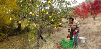 Asırlık bağlarda ayva hasadı