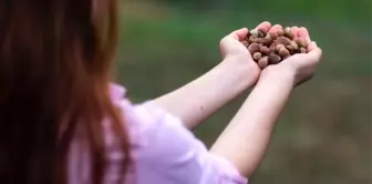 Son dakika... ILO-Ferrero ortaklığı Türkiye'de fındık hasadında çocuk işçiliğini ortadan kaldırmayı hedefliyor