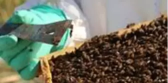 Koronavirüs nedeniyle büyük talep gören propolis, ölçüsü ve türüne göre 100 TL'ye kadar alıcı buluyor