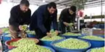 Şanlıurfa'da günde 5 ton yeşil zeytin satılıyor