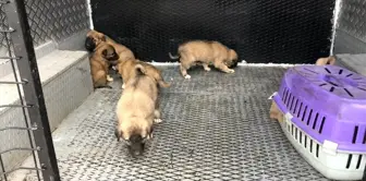 Çalılıklarda bulunan yavru köpekler koruma altına alındı