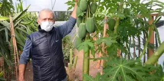 Bahçesinde yetiştirdiği papaya meyvesinden sezonda 45 bin TL gelir elde ediyor