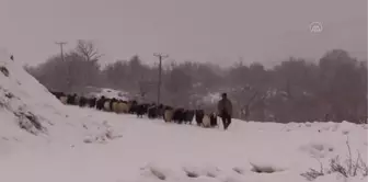 Dağ köylerinde yaşayan besicilerin keçileriyle zorlu yolculuğu