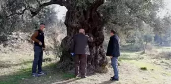 Tarihi zeytin ağaçları için tescil çalışması yapılıyor