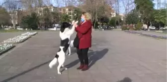 Pendik'te hayvanseverin köpeğe zarar verdiğini iddia ettiği kişiye tepkisi kamerada