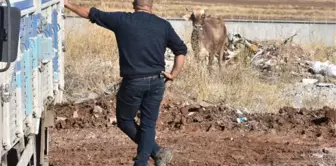 Kesimden kaçan inek, 4 saatlik kovalamacayla yakalandı (2) TAMAMI