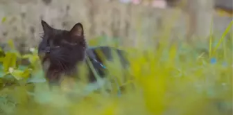 Altı yıl önce kaybolan kedi, iki sokak ötede kör bir şekilde bulundu