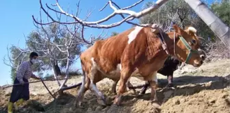 Bu köyde hala 'kara saban' kullanılıyor! Ekmek parasını iki öküzün sırtından kazanıyor