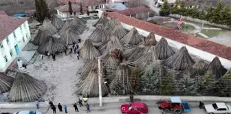 Samsun'un Vezirköprü ilçesinde büyük umutlarla ekilen kenevirler üreticinin elinde kaldı