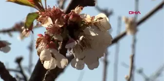 Erkenci kirazlar çiçek açtı, bahçeler beyaza büründü