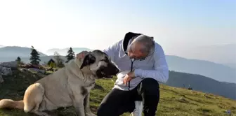 Hendek Belediyesi sokak hayvanlarını sıcak yuvaları ile kavuşturuyor