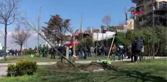 İSTANBUL-Üsküdar'da izinsiz kesilen ağaçların yerine yenisini 'çınarlar' dikti