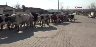 EDİRNE Edirne'de 1 köy karantinaya alındı, 3 okulda eğitime ara verildi