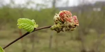 Fındıkta, 'kozalak akarı' tehlikesi