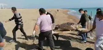 Caretta caretta ölüsü kıyıya vurdu