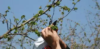 Fındığa zarar veren böceğin tespiti için çift taraflı bant kullanıldı