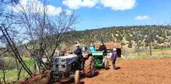 Hisarcık'ta çörekotu ekimi yapıldı