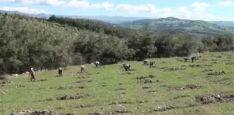 Manisalı kadınlar Ege'nin dağlarına gelir getirici ağaç türleri dikiyor