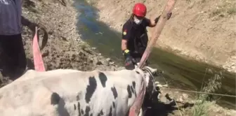 KAHRAMANMARAŞ - Bataklığa saplanan inek iş makinesiyle kurtarıldı