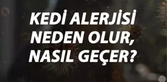 Kedi Alerjisi Nedir, Neden Olur ve Nasıl Geçer? Kedi Tüyü Alerjisi Belirtileri ve Tedavisi Hakkında Bilgi