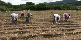 Yenice'nin kapya cinsi kırmızıbiber fideleri toprakla buluştu