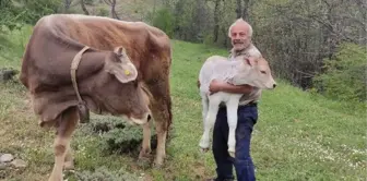 Böylesi ancak filmlerde olur! 1 inek kaybetti, üç gün sonra 2 tane buldu