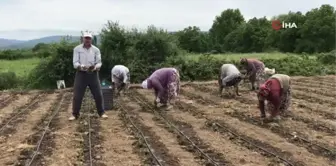 Yenice'nin kapya cinsi kırmızıbiber fideleri toprakla buluştu