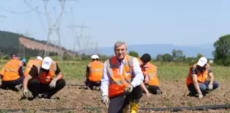 Sakarya'da ata tohumları toprakla buluştu