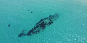 Son dakika haberi! Çanakkale Savaşı'ndaki batık gemiler havadan görüntülendi