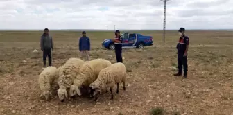 Son Dakika | Jandarma kayıp koyunları drone ile buldu