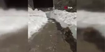 Kar kalınlığının 4 metreyi bulduğu yayla yolu açıldı