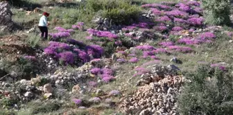 Başyayla'da yetişen kayagülü korunma altına alınmayı bekliyor