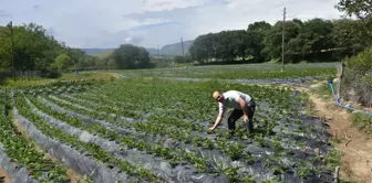 Boyabat ilçesinde çilek hasadı etkinliği düzenlendi