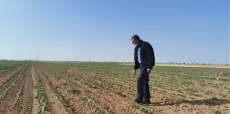 Konya Şeker üreticiye motorin desteğine bugün başlıyor