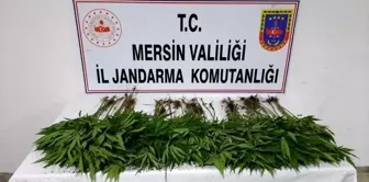 Son dakika... Mersin'de uyuşturucu operasyonu: 7 gözaltı