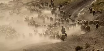 Sürülerin kavurucu sıcakta tozlu yolculuğu devam ediyor