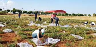 Şanlıurfa'da nohutun gen bankası oluşturuldu