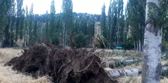 Son dakika haberleri | Selendi'de fırtına ağaçları devirdi elektrik tellerini kopardı