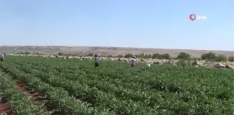 Kilis'te patlıcan hasadı başladı...Kilosu tarlada 2 TL'den satılıyor