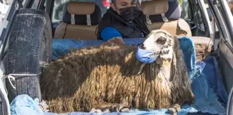 Kars'ta otomobilin bagajında taşınan maskeli koyun gülümsetti