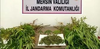 Mersin'de 57 kök kenevir bitkisi ele geçirildi