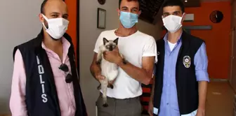 Amasya'da kaybolan kedi Çorum'da bulundu