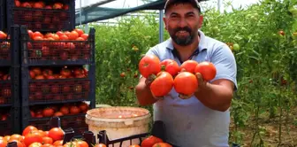 Amasya'da domates, üreticisini sevindirdi