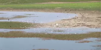 Nallıhan Kuş Cenneti sazlığındaki yangına kuş neden olmuş