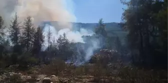 Son dakika! Bucak'ta orman yangını (2)