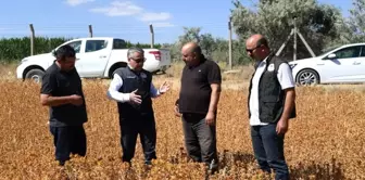 Doğal Bir Şifa Kaynağı Olan Aspir'in Hasadı Yaklaşıyor