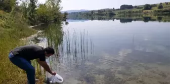 Kandıra'daki göletlere 64 bin yavru sazan bırakıldı