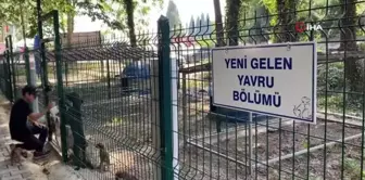 Sokak hayvanlarının yeni yuvası törenle açıldı