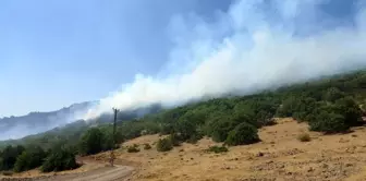 Son dakika haberi... Bingöl'deki orman yangına 100 kişilik ekip müdahale ediyor